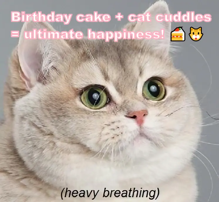 For Cat Lovers: Memes Featuring Furry Friends Wishing You a Purrfect Birthday