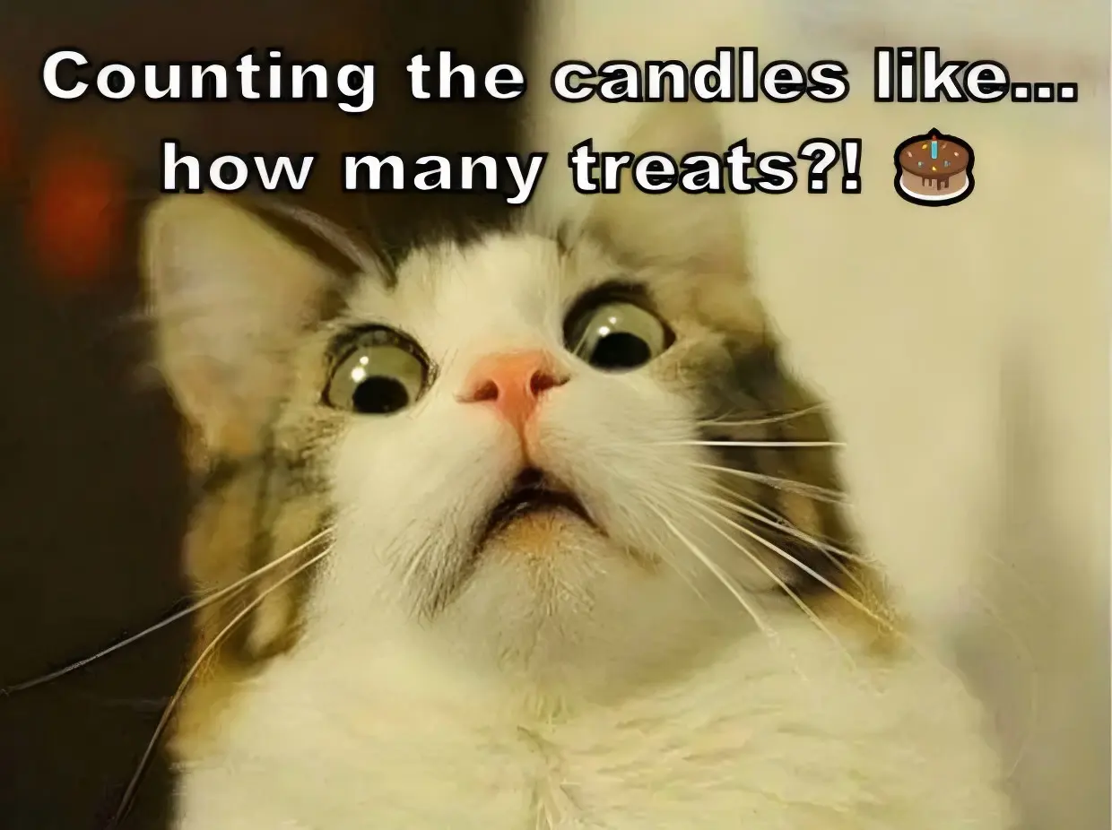 Cat Memes to Make Any Birthday More Adorable