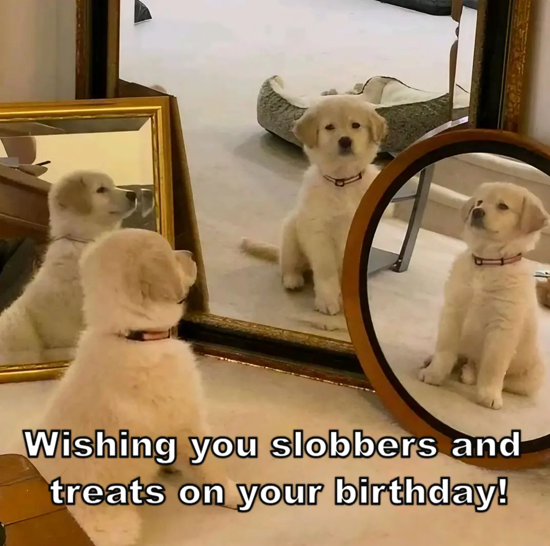 Funny Dog Memes to Lighten Up a Birthday