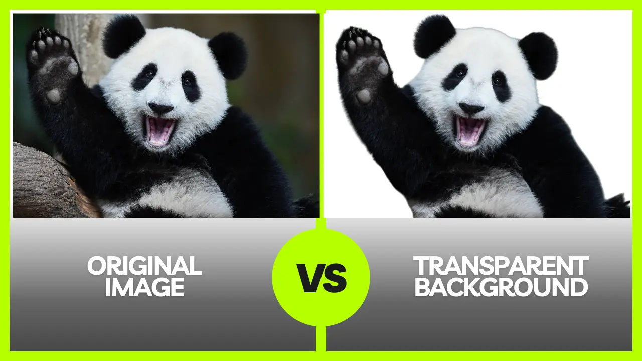 A cute panda shows the results using our top background remover tool.